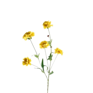 Centaurea 65cm
