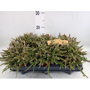 Rhipsalis baccifera subsp. horrida