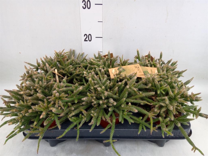 <h4>Rhipsalis baccifera subsp. horrida</h4>