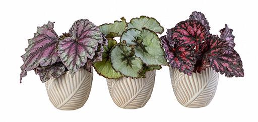 BEGONIA MIX P6 L 66067