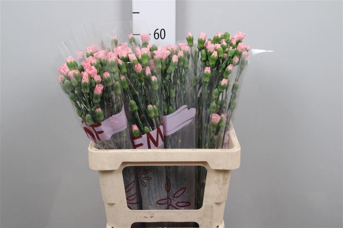 <h4>Di Tr Rascal Pink</h4>