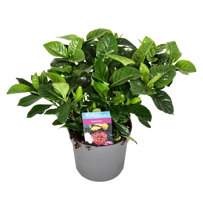 <h4>Gardenia Jasminoides</h4>