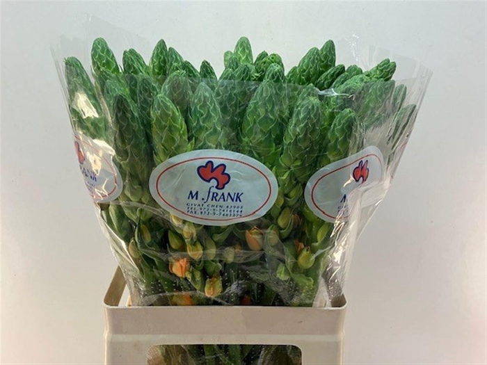 <h4>ORNIT DB MAGIC STAR</h4>