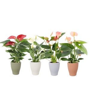 Anthurium 7 cm 4 color mix in Carly autumn ceramics
