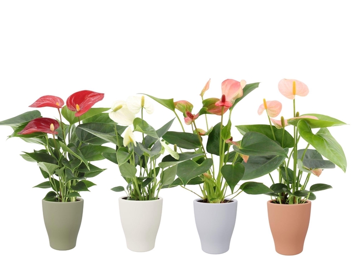 <h4>Anthurium 7 cm 4 color mix in Carly autumn ceramics</h4>