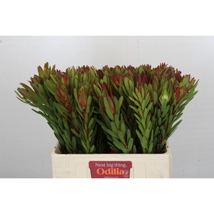 Leucadendron Safari Sunset