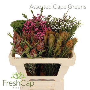 Assorted Cape Greens Bunch