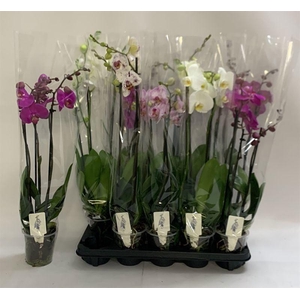 PHAL GEM
