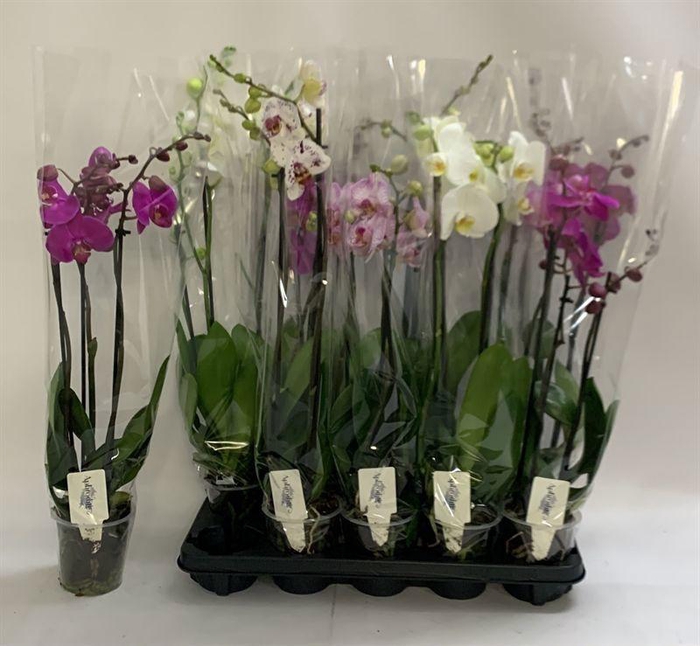 <h4>PHAL GEM</h4>