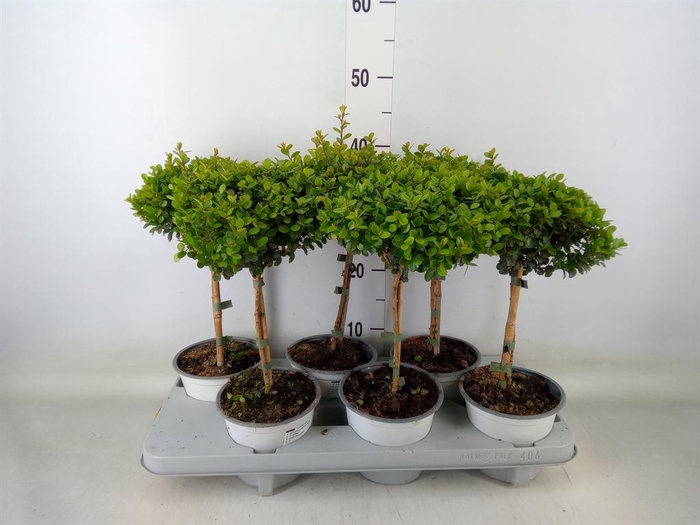 <h4>Myrsine africana</h4>