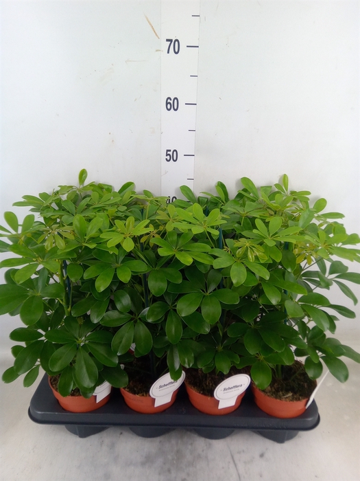 <h4>Schefflera arbor. 'Nora'</h4>