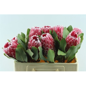 Protea Empress