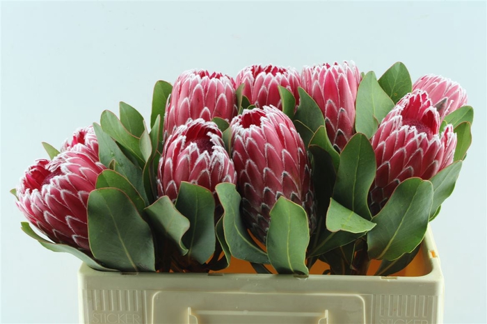 <h4>Protea Empress</h4>