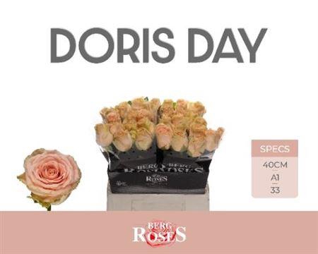 <h4>R Gr Doris Day</h4>