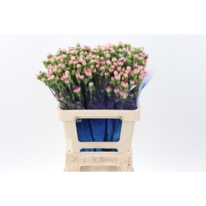 Di Tr Jester select hi