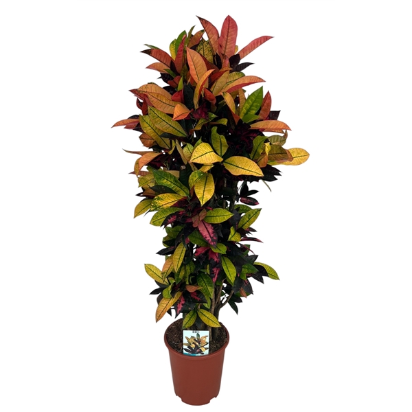 <h4>Codiaeum Variegatum Mrs. Iceton</h4>