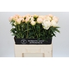 Paeonia In Full Sail