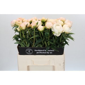 Paeonia In Full Sail