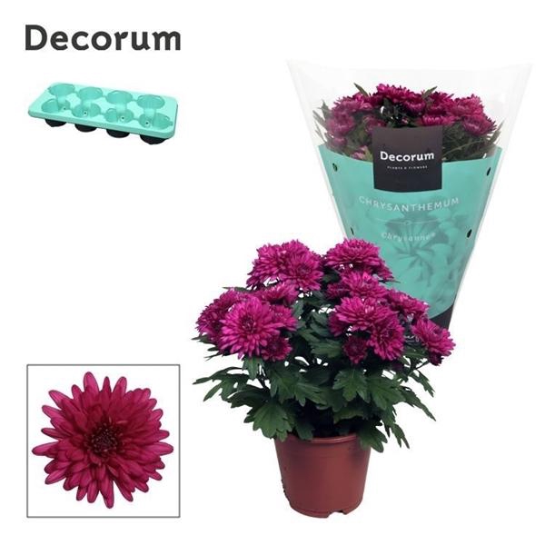 <h4>Chrysanthemum (Indicum Grp) Chrystal Purple</h4>