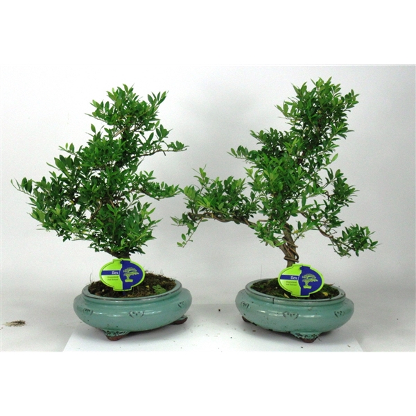 <h4>ilex crenata</h4>