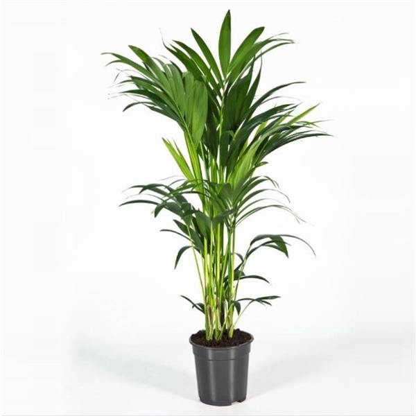 <h4>Howea forsteriana 100cm (Kentia)</h4>