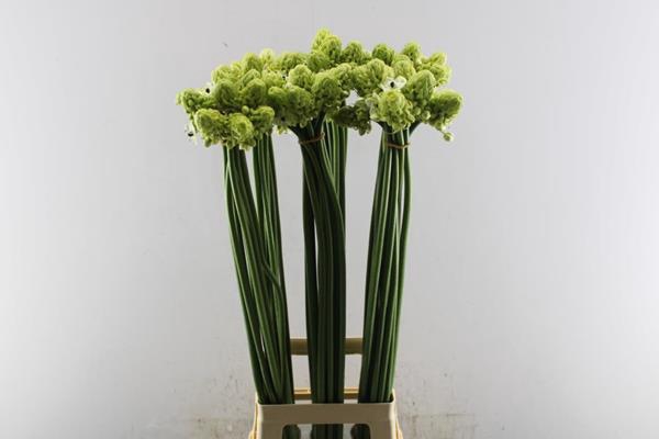 <h4>Ornit Saundersiae</h4>