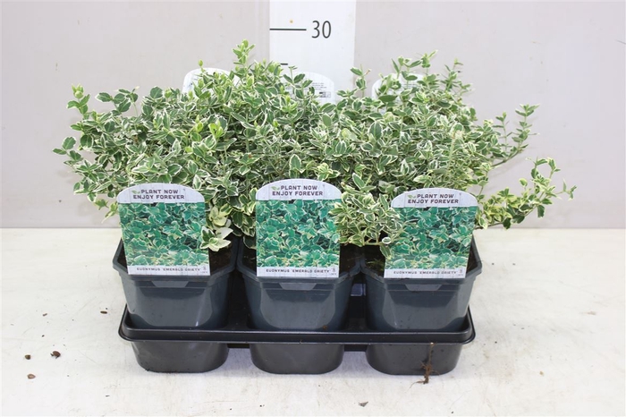 <h4>Euonymus fort. Emerald Gaiety</h4>