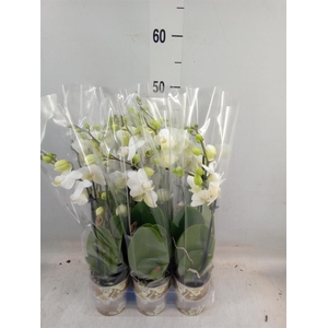 Phalaenopsis multi. 'FC Silly Tom'