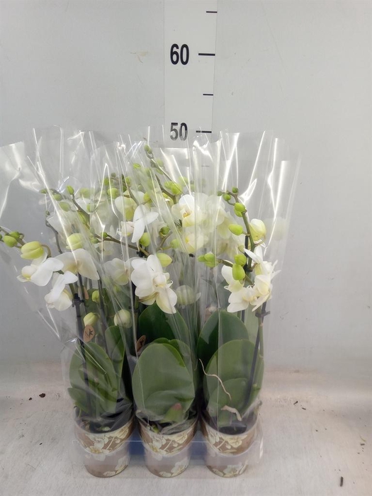 <h4>Phalaenopsis multi. 'FC Silly Tom'</h4>