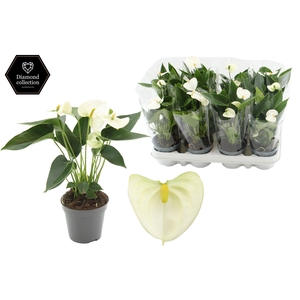 Anthurium 9 cm Everest in transparant sleeve