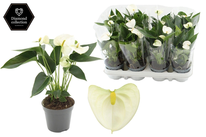 <h4>Anthurium Everest in transparant sleeve</h4>