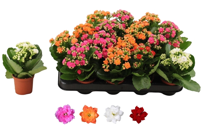 <h4>KAL GE RO GEM 4 KL</h4>