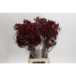 Kangaroo Paw Early Spring