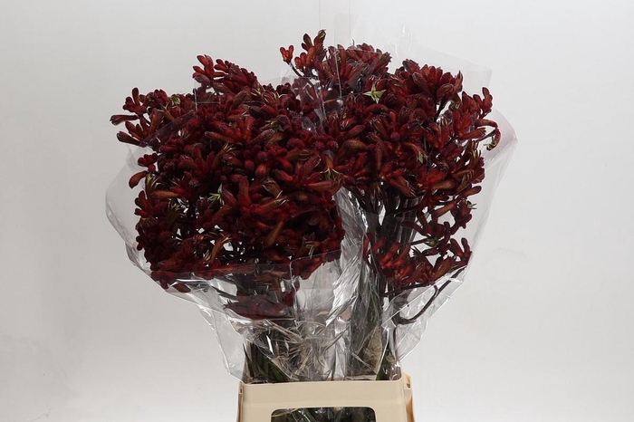 <h4>Kangaroo Paw Early Spring</h4>