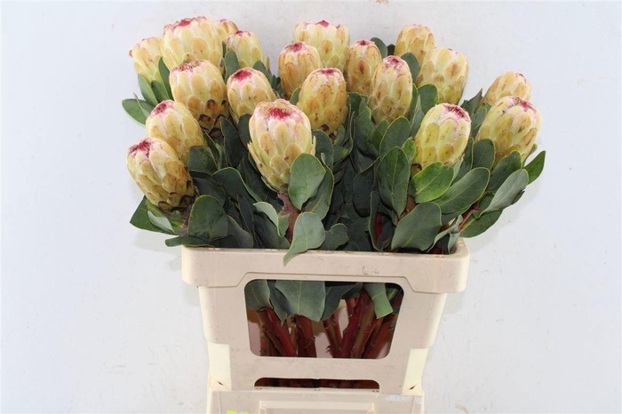 <h4>PROTEA GRANDICOLOR</h4>