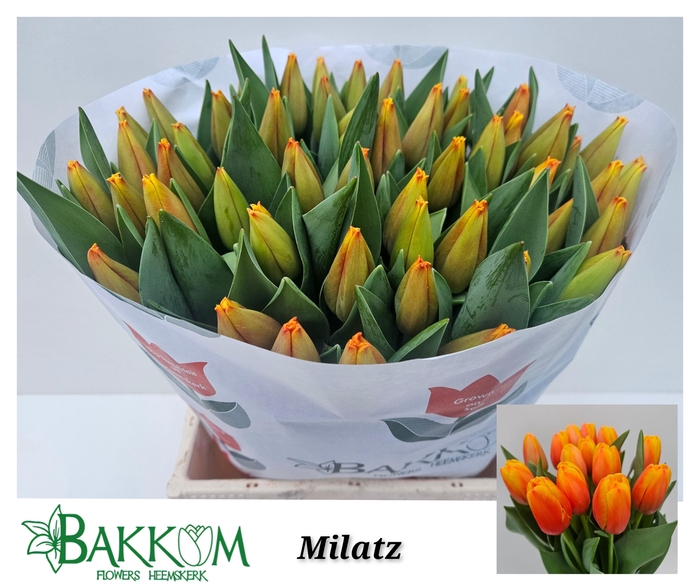 <h4>TU EN MILATZ</h4>