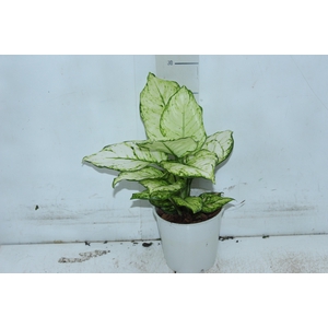 AGLAONEMA WHITE JOY P12