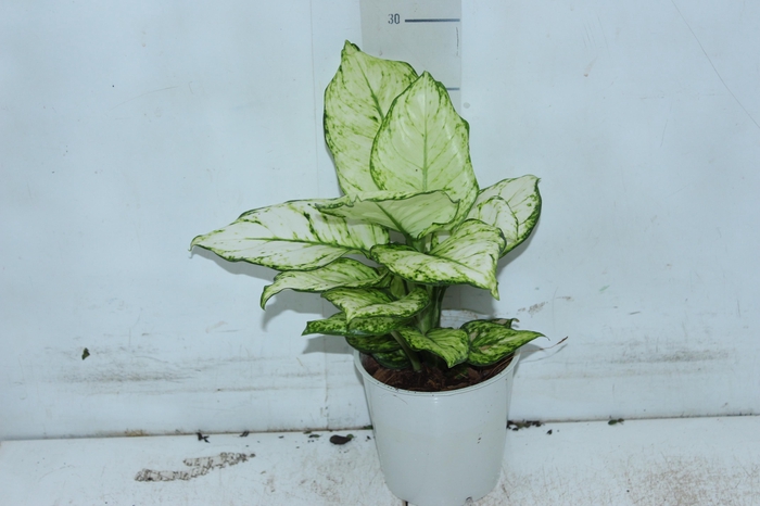 <h4>AGLAONEMA WHITE JOY P12</h4>