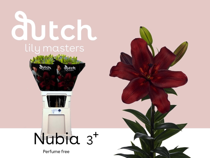 <h4>LI LA NUBIA 3+</h4>