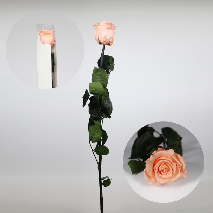 <h4>Roos op steel Standard 55cm Perzik</h4>