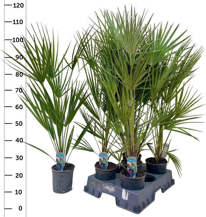 <h4>CHAM HUMILIS</h4>