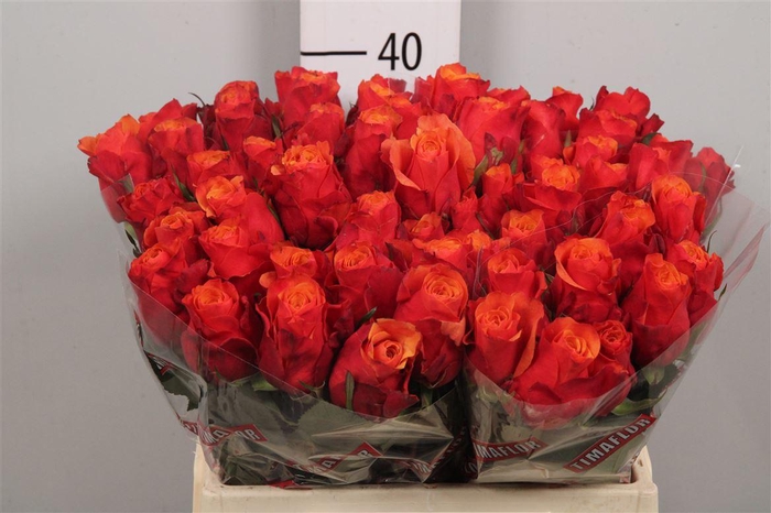 <h4>R Gr Espana</h4>