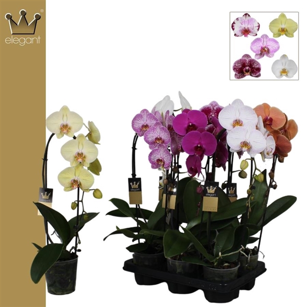 <h4>Phalaenopsis Elegant Cascade</h4>