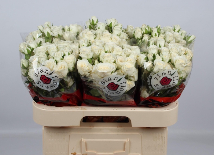 <h4>R TR SNOWY BLOSSOMS</h4>