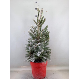 Picea glauca 'Super Green'