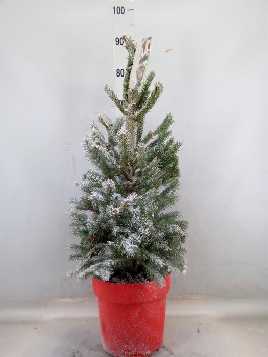 <h4>Picea glauca 'Super Green'</h4>