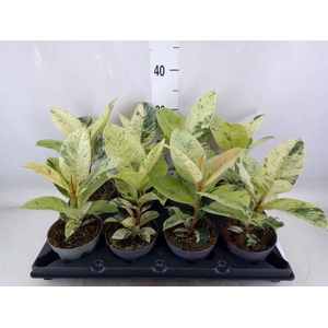 Ficus elastica   ...
