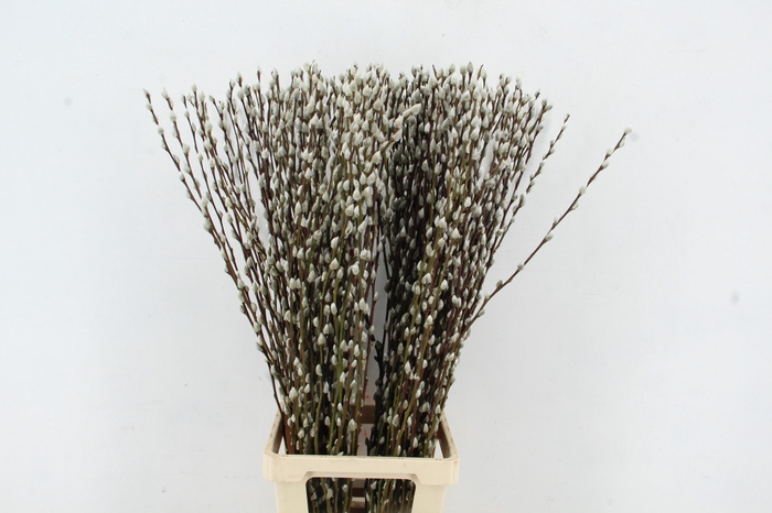 <h4>SALIX SNOWFLAKE 100CM</h4>