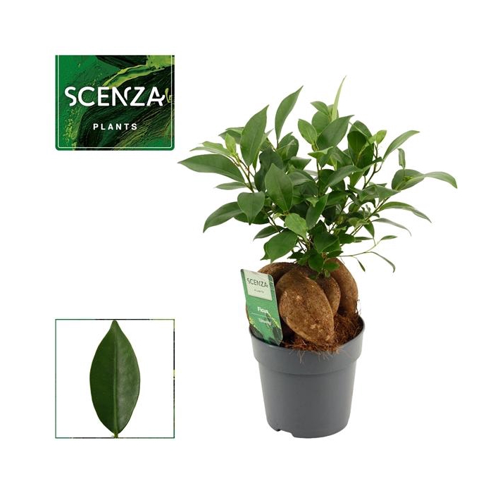 <h4>Ficus Ginseng 12 cm Retusa (Scenza)</h4>