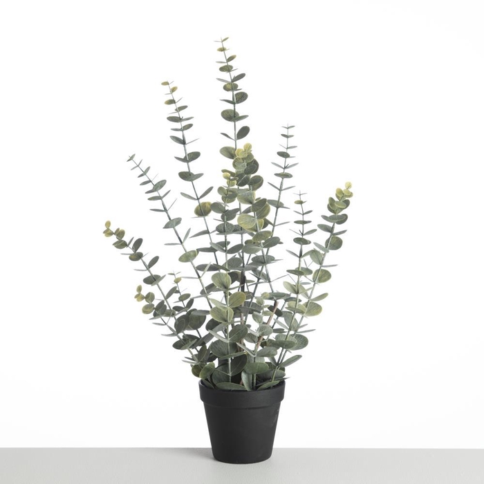 <h4>AF Eucalyp Plant in pot L58cm</h4>